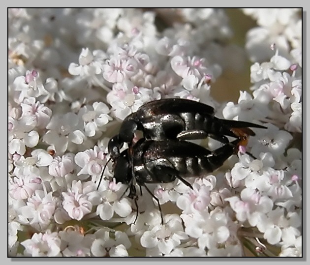 L''amore floreale fra Mordellidae:  Mordella cfr aculeata